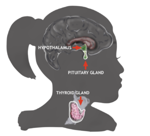 ThyroidGlandPicture